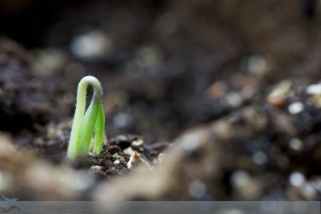 Seed Starting 101 Image